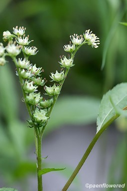 Flowers and fruit